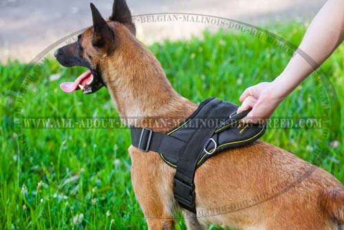 Adjustable Nylon Belgian Malinois Harness with Stitched Handle for Total Control