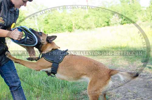 Comfortable Nylon Belgian Malinois Harness for Effective Dog Training