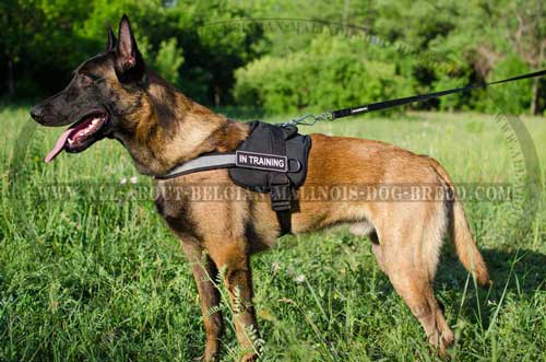 Dog Training Equipment: Nylon Belgian Malinois Harness with Reflective Front Strap