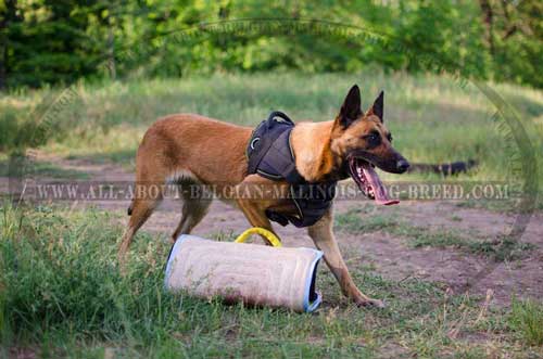Strong and Durable Nylon Dog Harness for Belgian Malinois Training Sessions