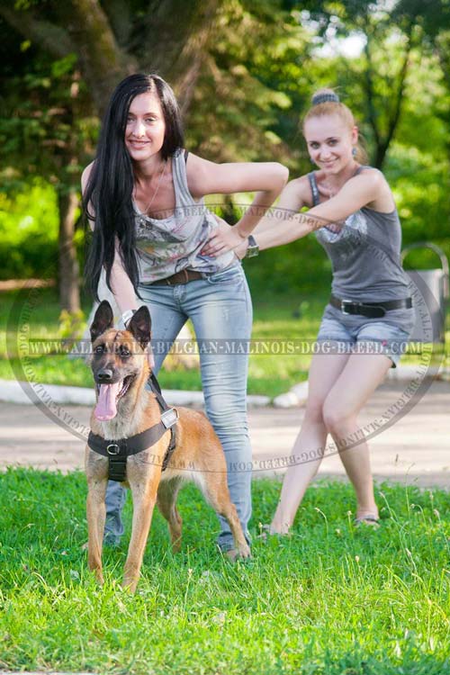 Nylon Belgian Malinois Harness for Training, Tracking and Pulling