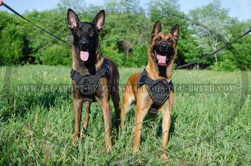 Strong Nylon Dog Harness for Belgian Malinois Tracking and Pulling