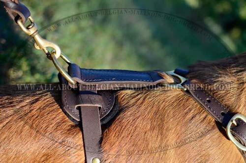 Brass D-Ring on Tracking Padded Leather Dog Harness for Lead Attachment