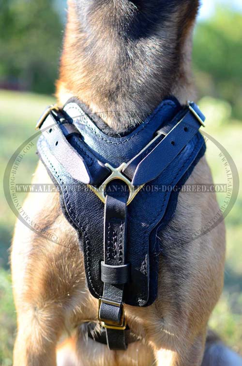 Felt Padded Chest Plate of Fancy Design Leather Dog Harness