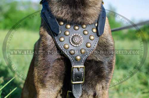 Studded Chest Plate with Brass Brooch of Decorated Leather Dog Harness