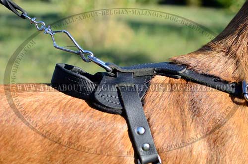 Nickel Plated D-Ring on Training Leather Dog Harness for Lead Attachment