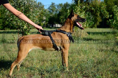 Belgian Malinois Top Popular Leather Dog Harness for Training