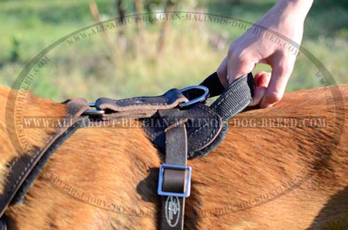 Duly Stitched Handle on Training Leather Dog Harness