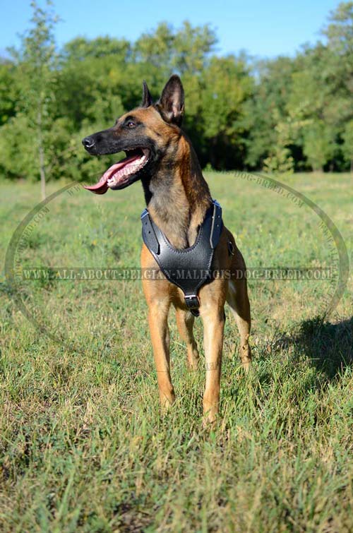 Leather Belgian Malinois Harness with Padded Y-Shaped Chest Plate for Comfy Walks