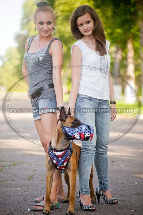 Exclusive Belgian Malinois Dog Harness With American Pride Painting