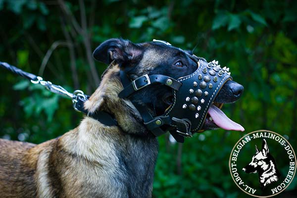 Belgian Malinois leather muzzle of high quality studded for daily activity