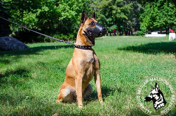 Belgian Malinois leather muzzle to prevent barking