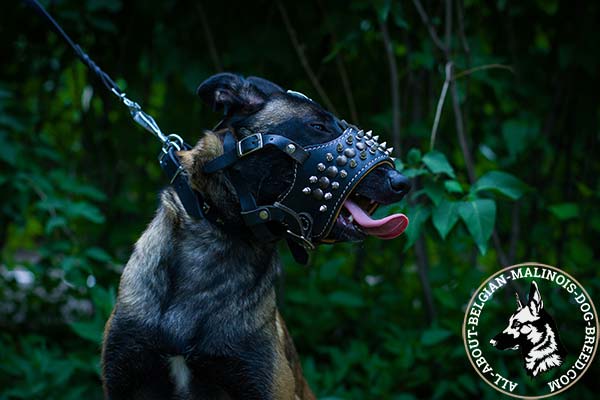 Belgian Malinois muzzle with brass studs and nickel spikes