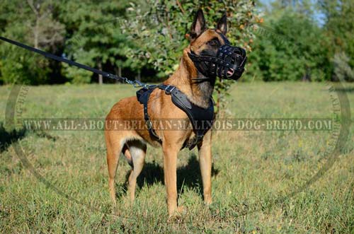 Super Belgian Malinois Leather Free Ventilation Dog Muzzle