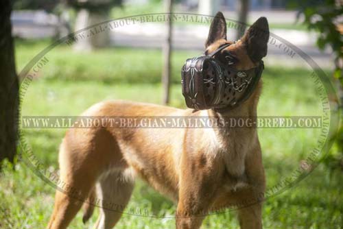 Malinois Leather Padded Muzzle With Barbed Wire Coloring
