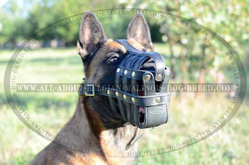 Durable Leather Belgian Malinois Dog Muzzle