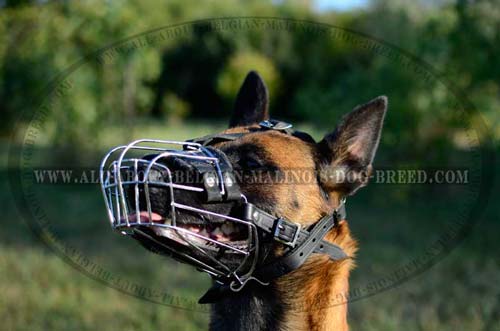 Walking and Training Belgian Malinois Wire Dog Muzzle