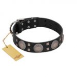 "Sun in Shining" Modern FDT Artisan Black Leather Belgian Malinois Collar with Studs and Stars