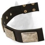Leather Belgian Malinois Collar with Massive Nickel Plates