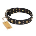"Cosmic Glow" FDT Artisan Black Leather Belgian Malinois Collar with Brass-Plated Studs