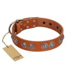 "Woofy Majesty" FDT Artisan Tan Leather Belgian Malinois Collar with Round Silver-like Plates
