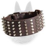 Extra Wide Belgian Malinois Leather Collar with Spikes and Studs