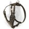 Gorgeous Spiked Leather Belgian Malinois Harness for Walking