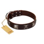 "Nut-Brown Finery" Embellished FDT Artisan Brown Leather Belgian Malinois Collar with Chrome Plated Crossbones and Plates