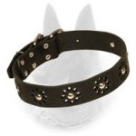 "Flower Blues" Belgian Malinois Leather Dog Collar