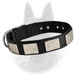 Belgian Malinois Two Ply Nylon Dog Collar with Massive Silver Plates