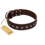 "Kingly Grace" FDT Artisan Brown Leather Belgian Malinois Collar with Silver-like Dotted Studs