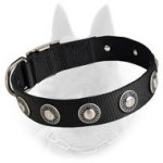 Belgian Malinois Nylon Dog Collar with Silver Circles
