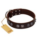 "King Arthur" FDT Artisan Brown Leather Belgian Malinois Collar with Spiky Plates