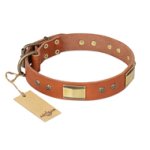 "Enchanting Spectacle" FDT Artisan Tan Leather Belgian Malinois Collar with Old Bronze Look Plates and Round Studs