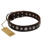 "Gorgeous Shields" FDT Artisan Brown Leather Belgian Malinois Collar with Old Silver-like Circles and Small Camomiles
