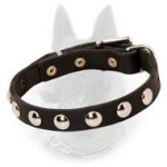 Belgian Malinois Studded Leather Dog Collar with Nickel Half-Ball Studs