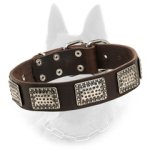 Belgian Malinois Leather Collar with Fancy Plates