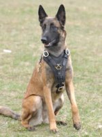 Exclusive Handcrafted Padded Leather Belgian Malinois Harness