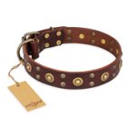 "Caprice of Fashion" FDT Artisan Brown Leather Belgian Malinois Collar with Round Decorations