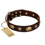 "Hebe's Jewel" FDT Artisan Brown Genuine Leather Belgian Malinois Collar