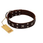 "Bigwig Woof" FDT Artisan Brown Leather Belgian Malinois Collar with Chrome Plated Stars and Square Studs