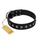 "Silver Flower" Exclusive FDT Artisan Black Leather Belgian Malinois Collar with Silver-Like Studs