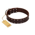 "Star Party" Handmade FDT Artisan Brown Leather Belgian Malinois Collar with Silver-Like Studs
