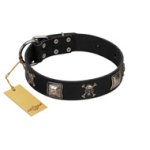 "Sea Rover" Embellished FDT Artisan Black Leather Belgian Malinois Collar with Chrome Plated Crossbones and Plates