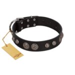 "Tricky Ricky" FDT Artisan Black Leather Belgian Malinois Collar Adorned with Silver-Like Conchos
