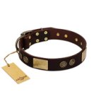 "Bow-Wow Effect" FDT Artisan Brown Leather Belgian Malinois Collar with Plates and Ornate Studs