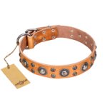 'Extra Sparkle' FDT Artisan Handcrafted Belgian Malinois Tan Leather Dog Collar