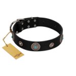 "Blue Gems" FDT Artisan Black Leather Belgian Malinois Collar with Chrome Plated Studs and Conchos