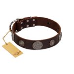 "Flashy Woof" FDT Artisan Brown Leather Belgian Malinois Collar with Chrome Plated Brooches