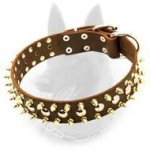 Belgian Malinois Spiked Leather Dog Collar with Nickel Studs and Brass Spikes